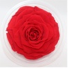 Big Size Preserved Flower Rose for Decor Supplies
