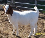 Full CODI/PCI Boer Goats 4 Sale - livestock