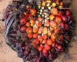 Natural Cheap Palm Kernel From Africa